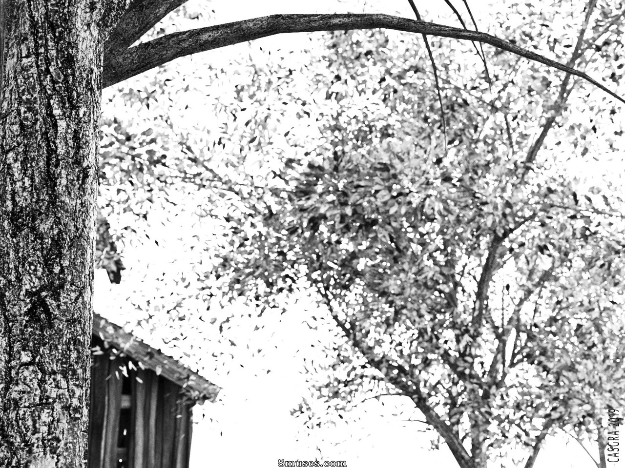 Numéro 1 - Noir et blanc - Page 40